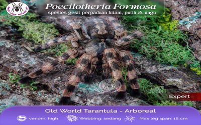 poecilotheria formosa Sling tarantula